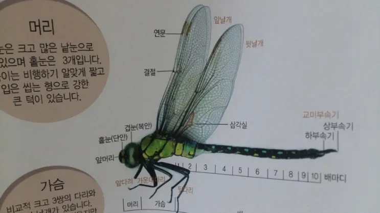 잠자리 머리 방향과 풍수 해석_8