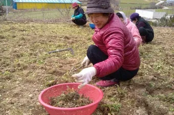 냉이 재배 가을 파종 월동 보온 봄 수확_8