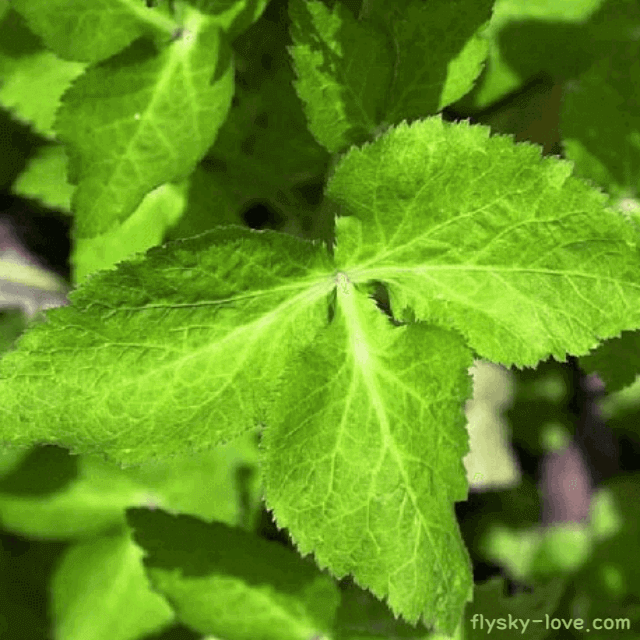 파드득나물(반디나물)