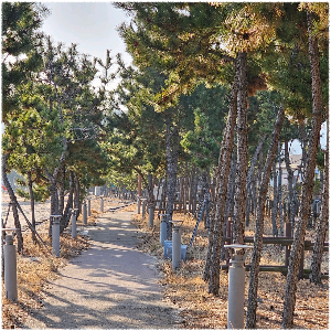 관성솔밭해변
