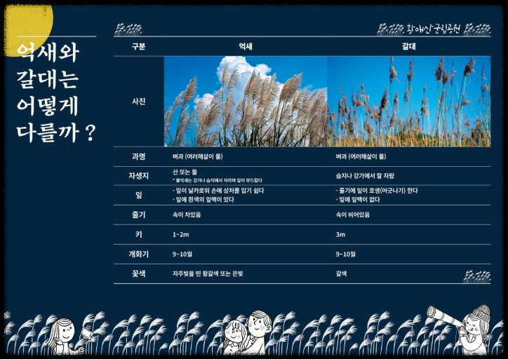 황매산 억새축제, 놓치면 후회할 필수 정보!