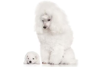 어미개와 새끼개