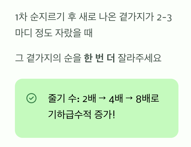 욕심이 난다면? 2차 순지르기로 더 풍성하게!