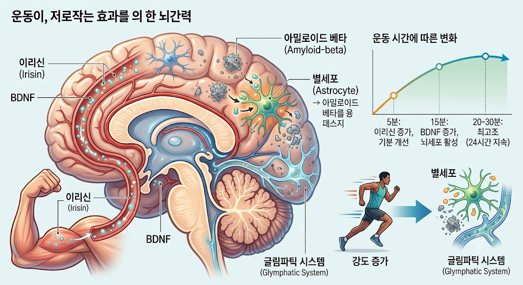 운동과 뇌건강