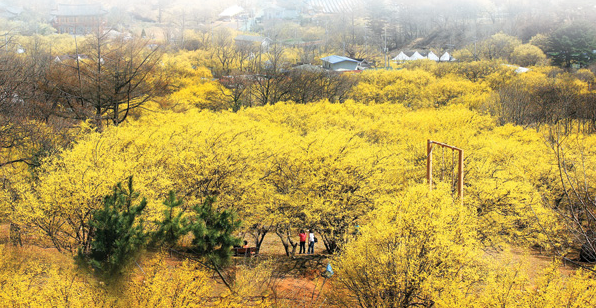 2026 산수유 개화시기 및 축제 일정, 건산수유 효능과 고르는 법까지