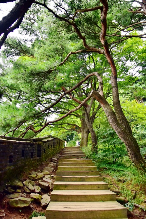 남한산성 소나무숲길 – 자연 속에서 걷기 좋은 조용한 산책 명소