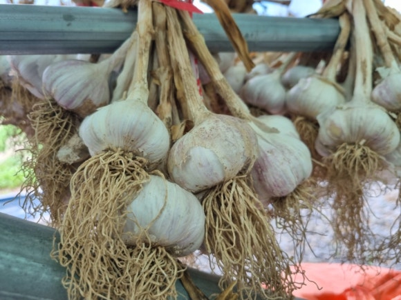 2025 단양 마늘축제 &amp; 단양마늘 활용