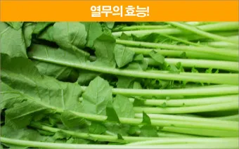 열무 효능 비타민 클로로필 식이섬유 건강 효과 정리_18
