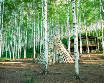 인제 자작나무 숲_8