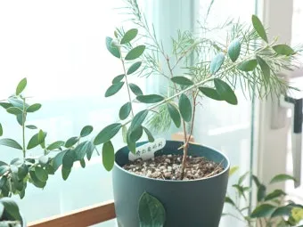 화분 잎끝마름 해결 습도관리 분무타이밍 물주기조절 실내가습 요령_13