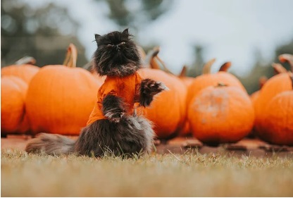할로윈데이 의상 best10 인기 코스튬