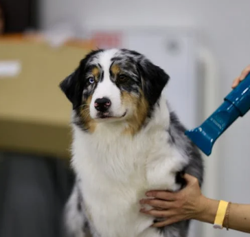 반려견 털관리 관련 사진