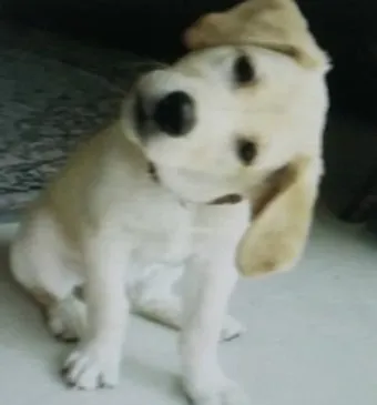 강아지 고개 갸우뚱 이유 의미 뜻_10