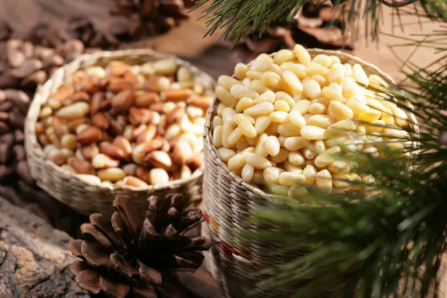 잣 재배 암수 구분 수분 수정 송이 관리_1