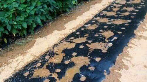 비트-빨간무-재배-심는방법-파종방법