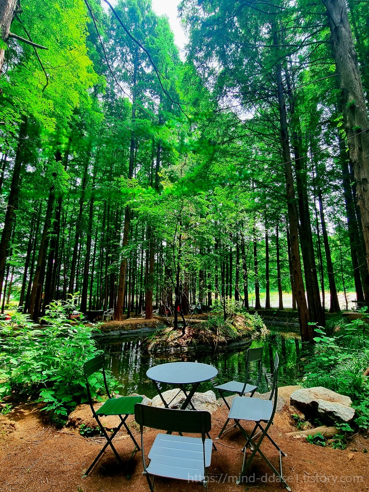 인천 카페 추천, 강화 메타포레스트: 숲 속 캠핑 감성, 가는 길 주의사항, 주차장