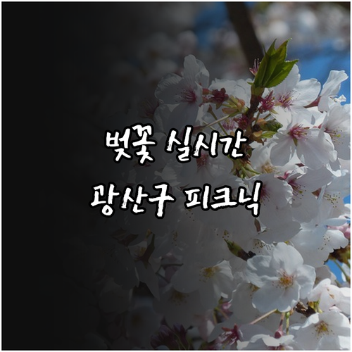 광주 광산구 벚꽃 개화 정보 및 황룡..
