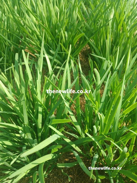 부추 효능 피부 미용 베타카로틴