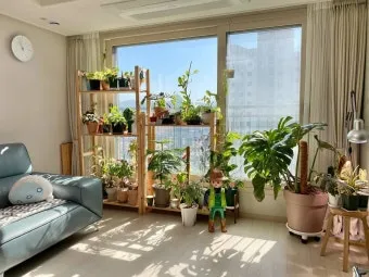 플랜테리어 거실 식물배치 물주기 습도관리 초보 인테리어 팁_12