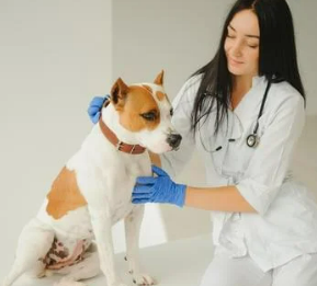 강아지 췌장염 증상 및 관리법 놓치면 큰일