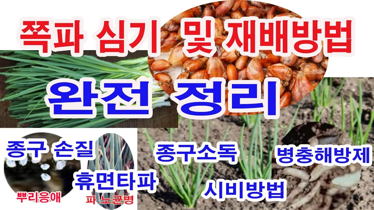 쪽파 재배 분구 관리 유기 자재 활용 친환경 방제_2