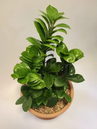 보석금전수 물주기 키우기 잎꽂이 꽃 노란잎 관리 재물운_25