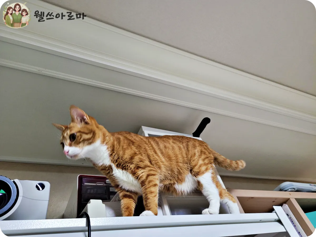 책장위를-걷고있는-치즈고양이-보리
