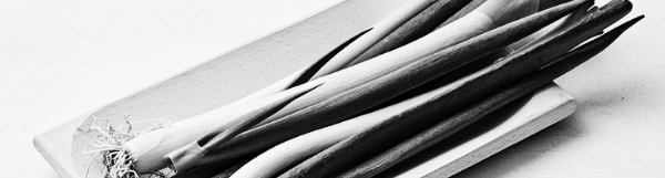 대파 모종 심는 시기, 대파 파종시기