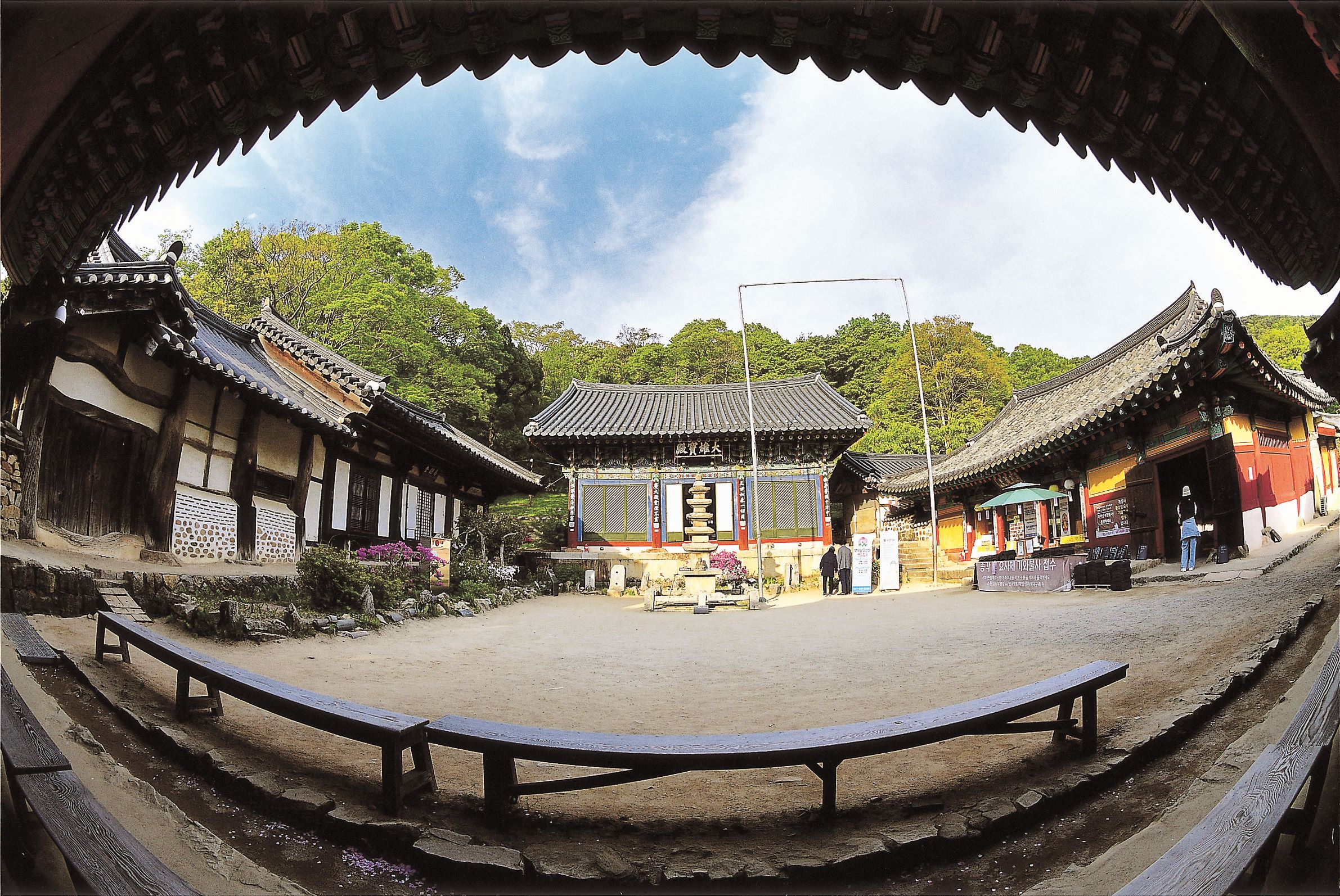 [4월 봄꽃 여행]서산 개심사 겹벚꽃&middot;청벚꽃 여행기❘벚꽃 개화 상황, 아직은 시작, 그러나 곧 절정