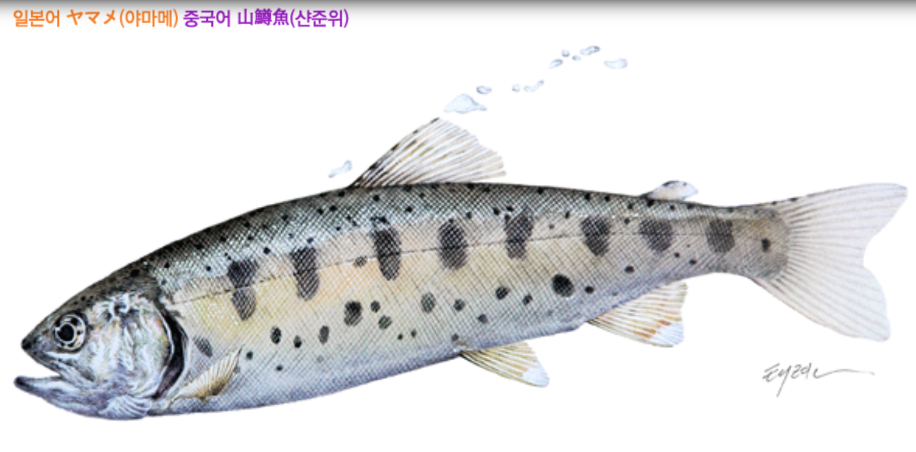 산천어 축제