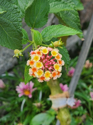 용인 자작나무숲 수국축제