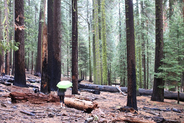 호주 인네스 국립공원 숲