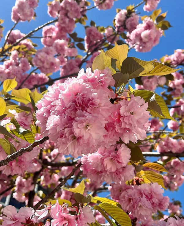 후쿠오카여행코스 오호리코엔