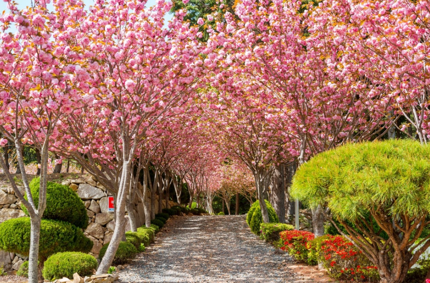 거제 관음사 또는 해뜨는언덕 겹벚꽃1
