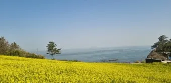 부안 수성당 유채꽃 히든스팟 개화시기_2