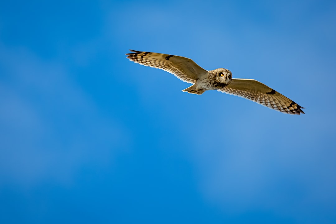 Flight