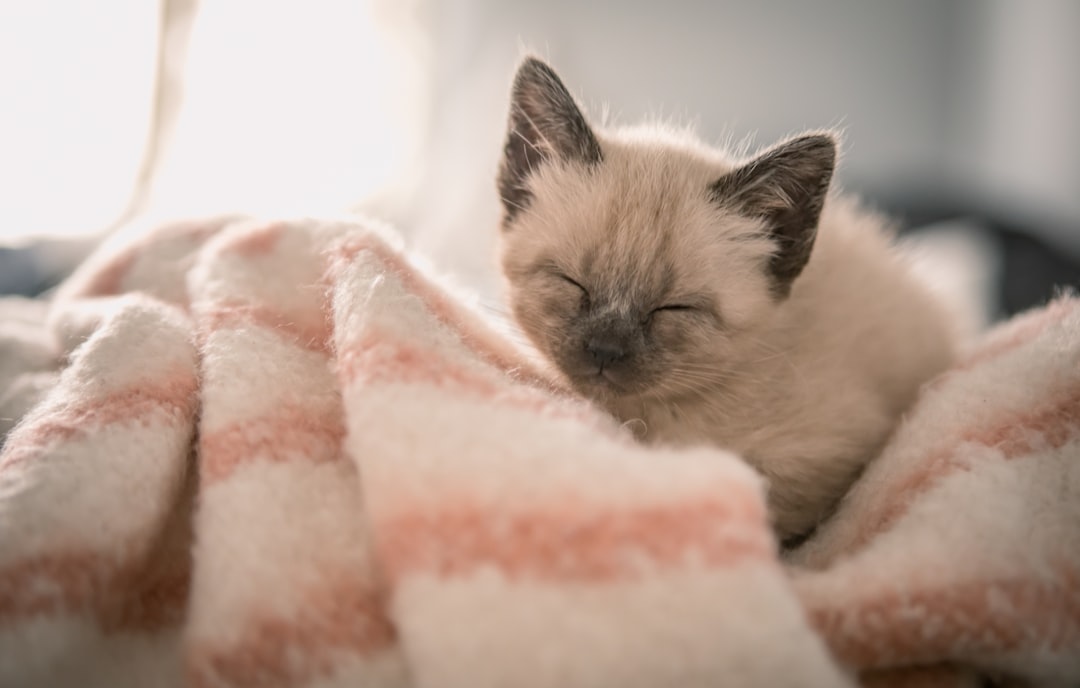 Siamese