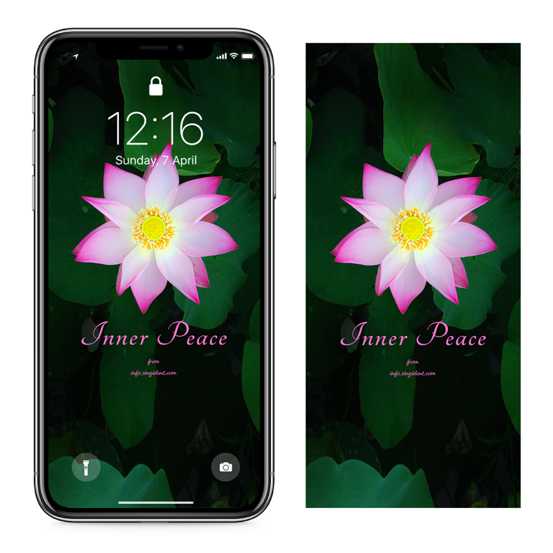 09 연꽃과 꽃턱 C - Inner Peace 연꽃배경화면