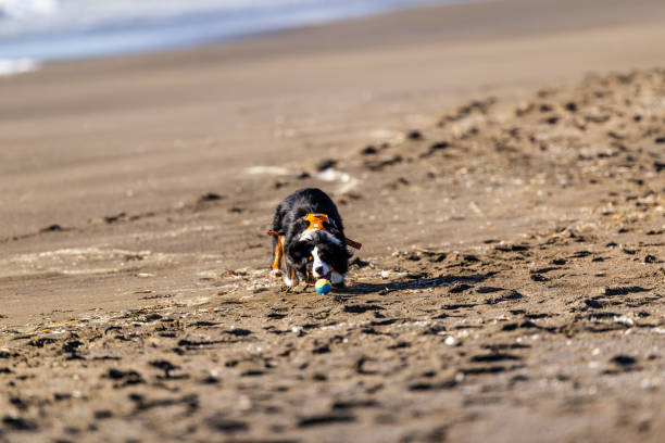 강아지 하네스란?