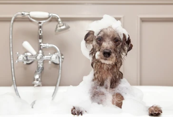 강아지 샴푸 추천