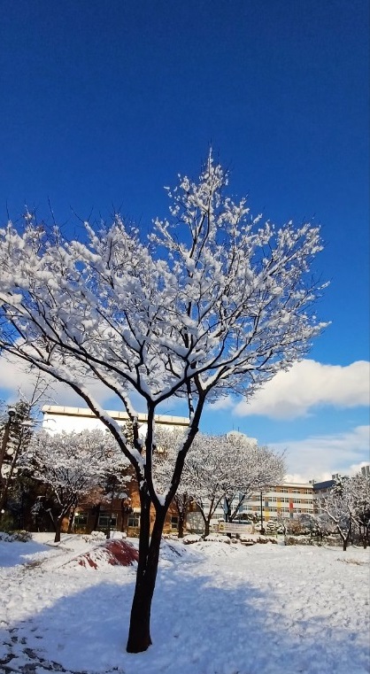 눈 풍경