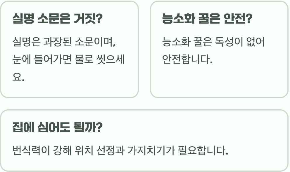 양반꽃 능소화, 눈에 가루 들어가면 실명? 소문의 진실과 오해