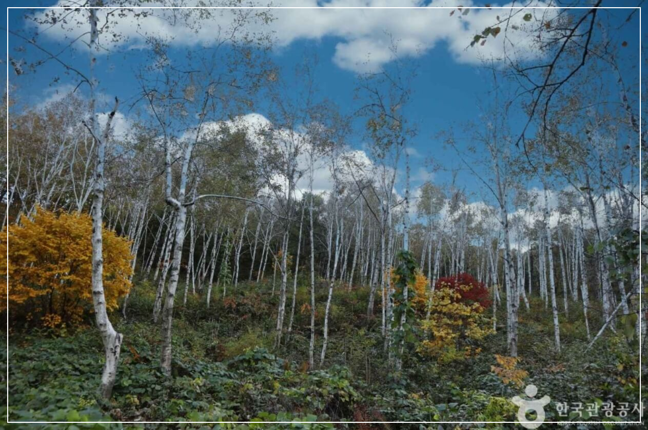 양평 가볼만한곳 베스트10 서후리숲