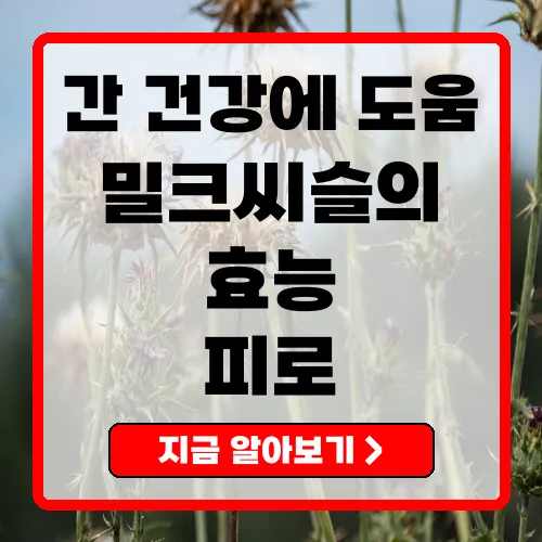 밀크씨슬의 주효능과 올바른 섭취 방법 가이드
