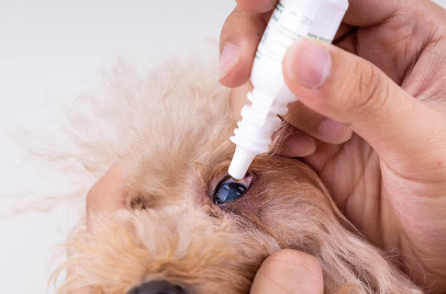 안약 넣는 강아지