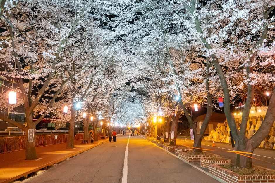 에덴벚꽃길 벚꽃축제 완벽 가이드