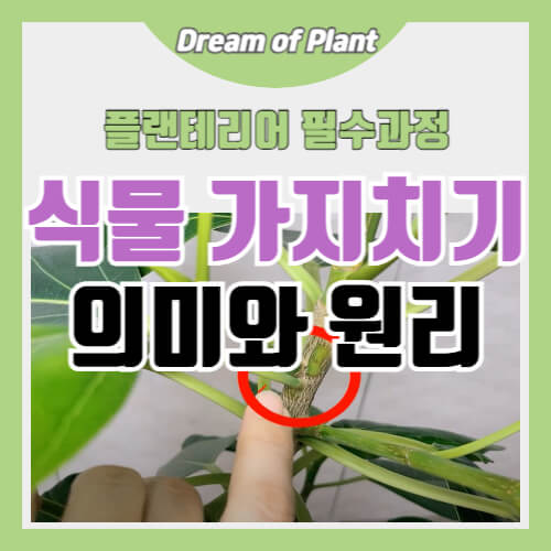 식물 가지치기의 의미와 원리