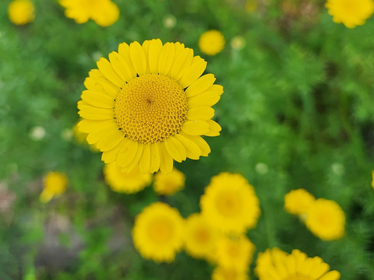 다이어스캐모마일