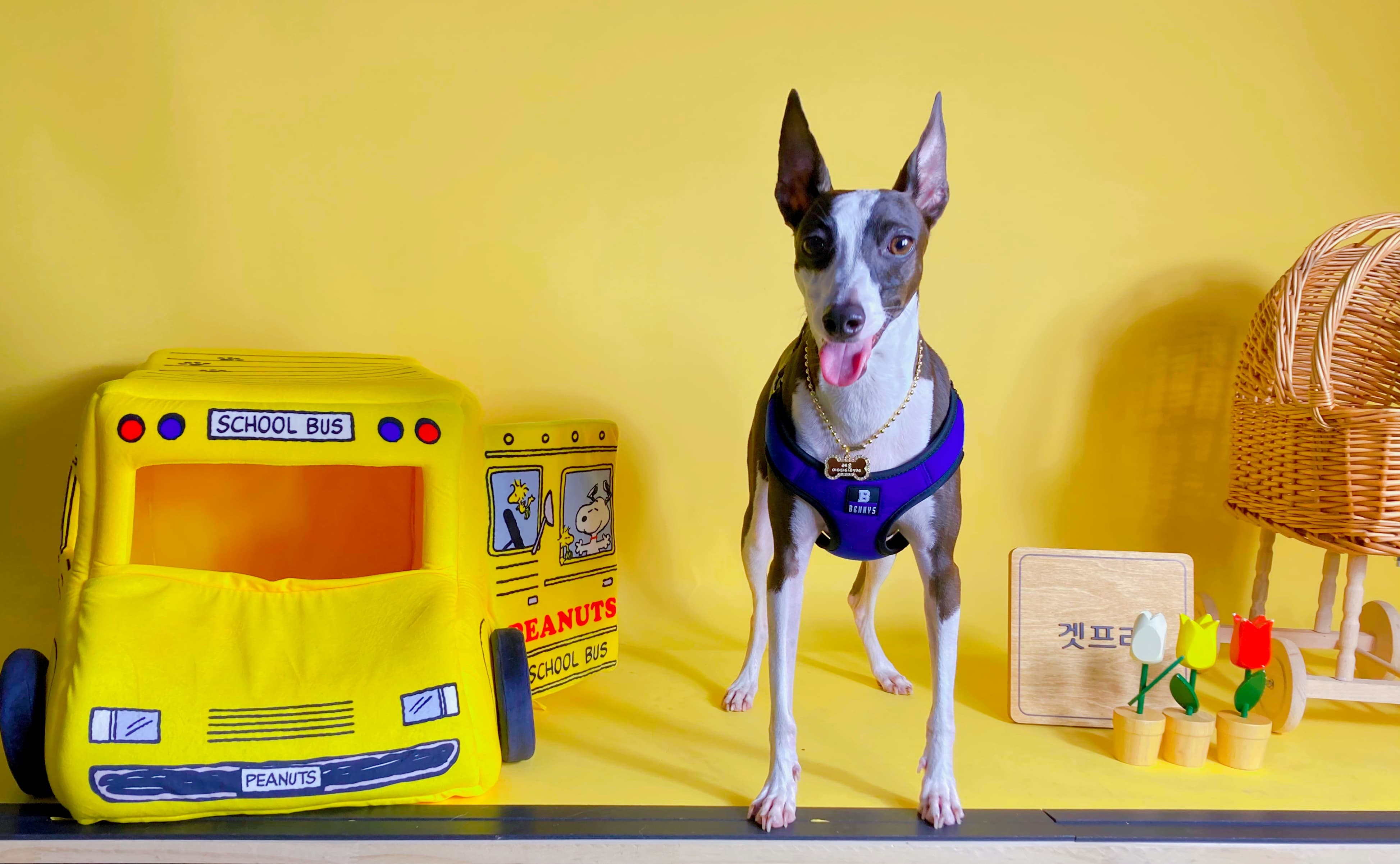 노령견을 위한 최적의 사료 선택법: 영양 균형부터 소화까지