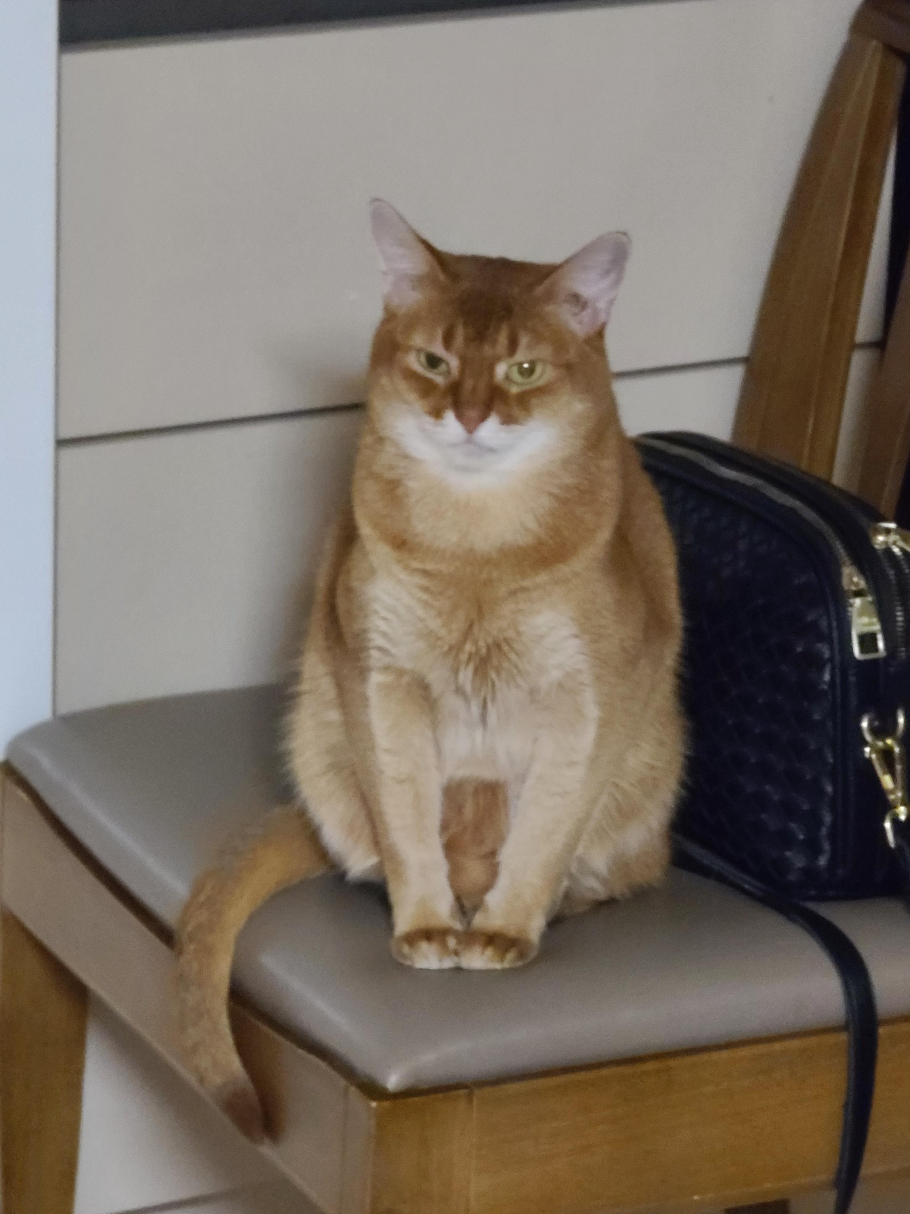 6일만에 엄마를 본 고양이들의 반응은?! 아홉고양이들의 반응.